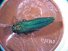 the image shows the emerald ash borer sitting on top of a penny for size comparison. it is about 30% of the size compared to the penny. it is green.
