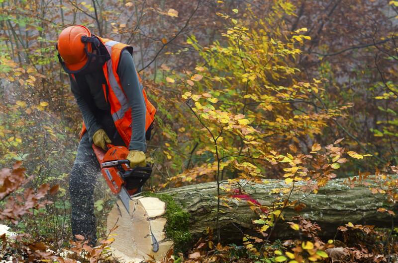 the image shows a man with a chainsaw cutting the trunk of a tree that is lying on the ground. 
